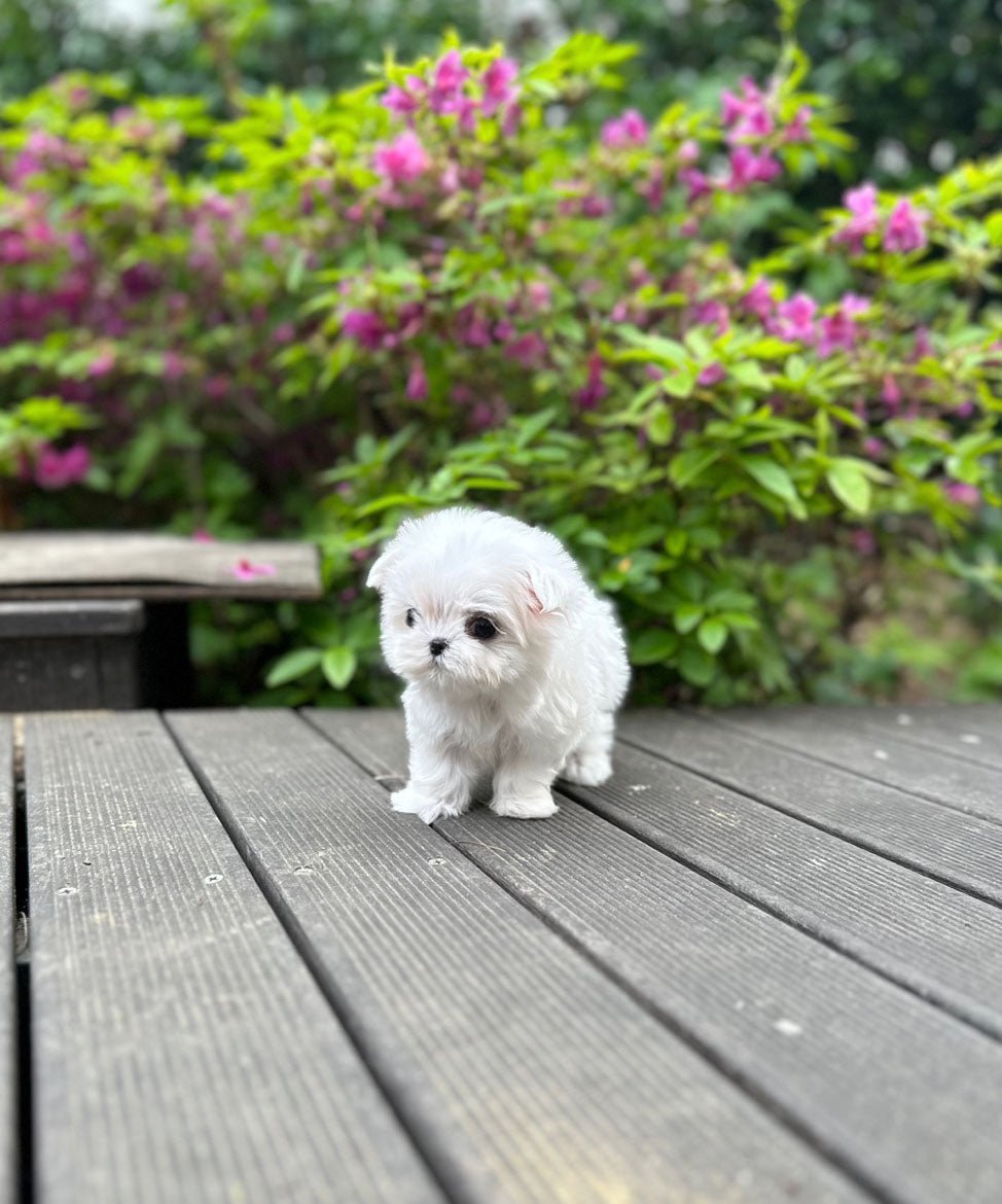 Maltese - Siro(Female) - Beautiful puppy teacup puppy with adorable features available for adoption from Velydog