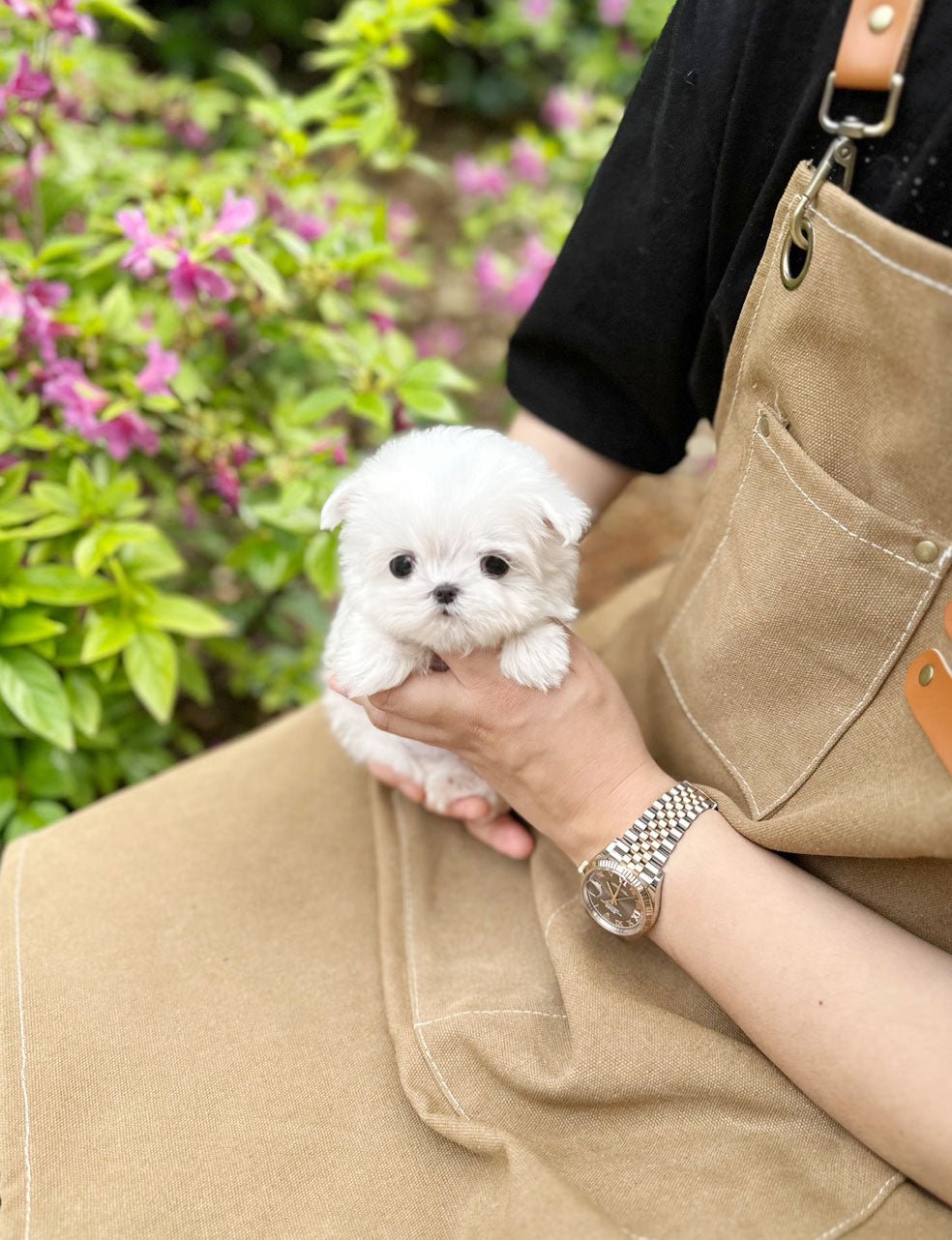 Maltese - Siro(Female) - Beautiful puppy teacup puppy with adorable features available for adoption from Velydog