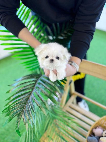 Maltese - Star(Female) - Beautiful puppy teacup puppy with adorable features available for adoption from Velydog