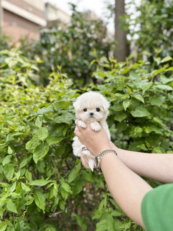 Maltese - Toby(Male) - Beautiful puppy teacup puppy with adorable features available for adoption from Velydog