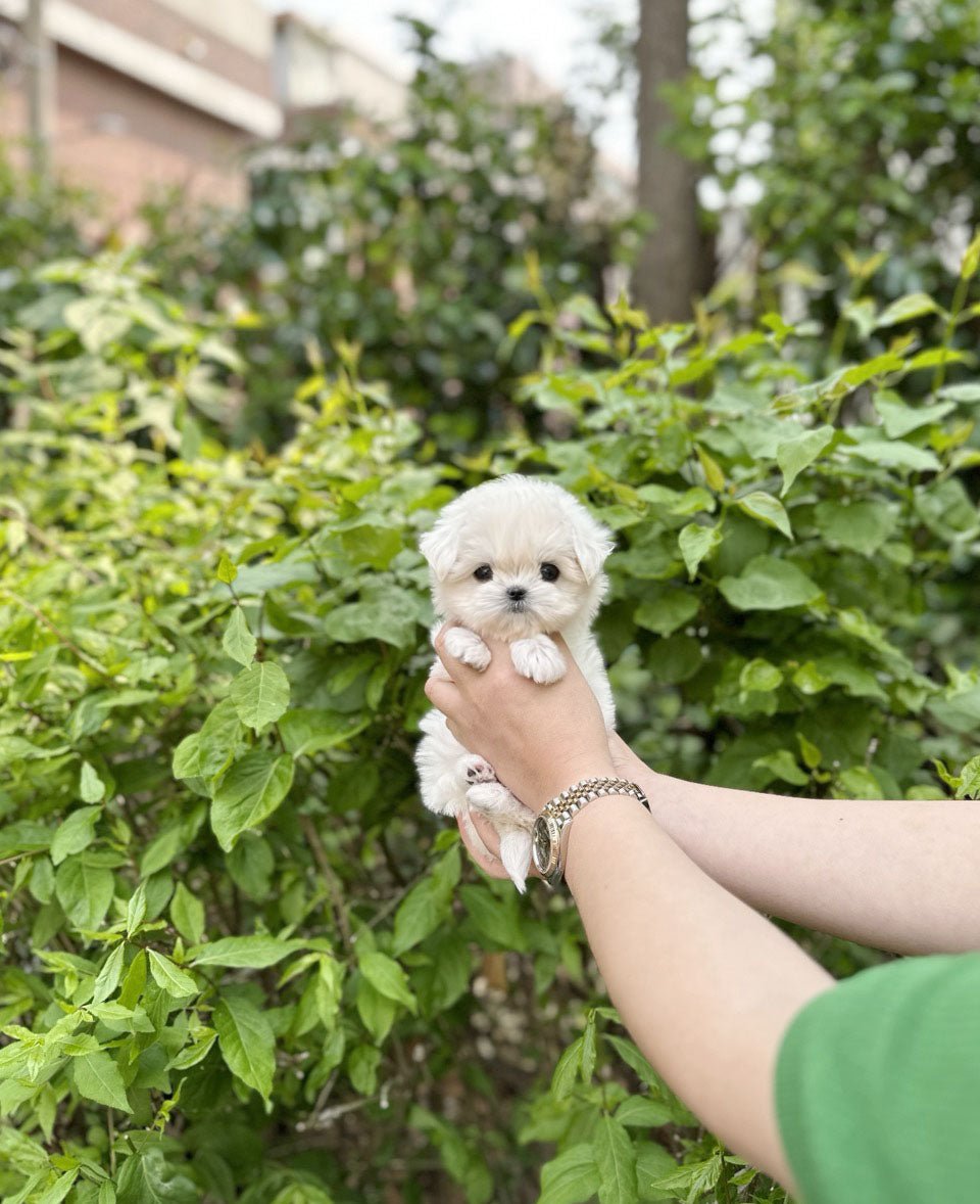 Maltese - Toby(Male) - Beautiful puppy teacup puppy with adorable features available for adoption from Velydog