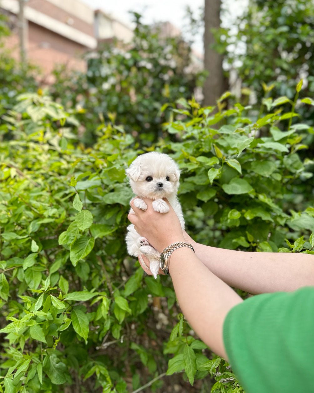 Maltese - Toby(Male) - Beautiful puppy teacup puppy with adorable features available for adoption from Velydog