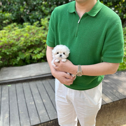 Maltese - Toby(Male) - Beautiful puppy teacup puppy with adorable features available for adoption from Velydog