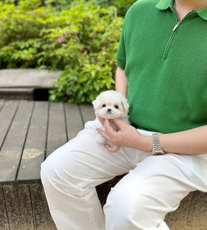 Maltese - Toby(Male) - Beautiful puppy teacup puppy with adorable features available for adoption from Velydog