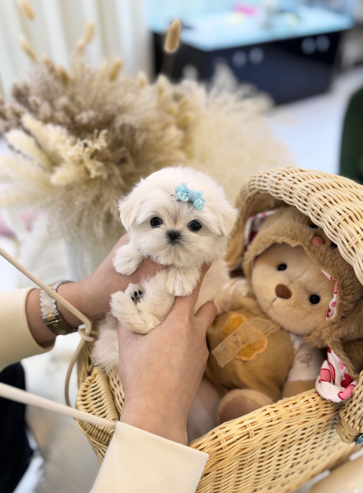 Maltese - Toky(Female) - Beautiful puppy teacup puppy with adorable features available for adoption from Velydog