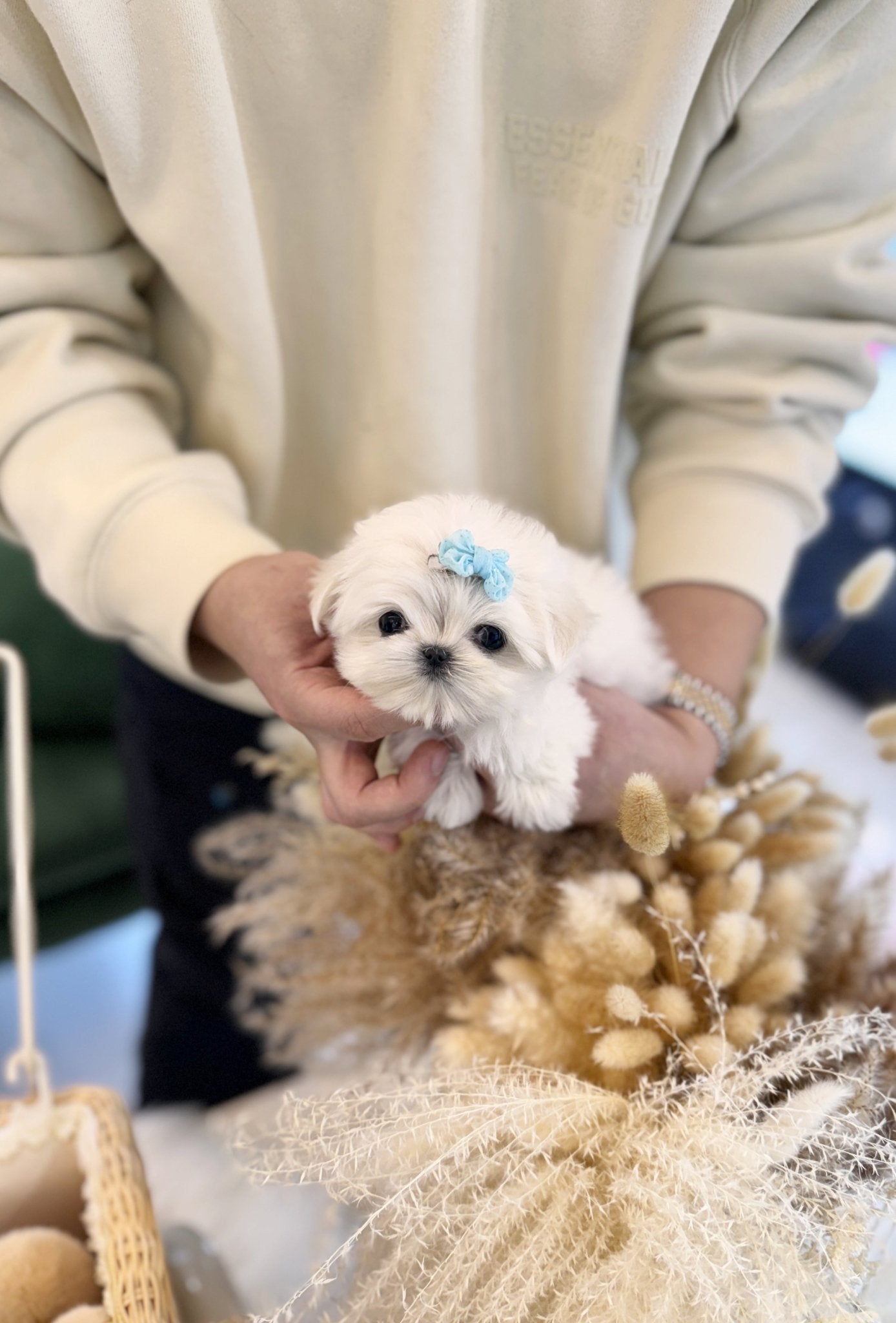 Maltese - Toky(Female) - Beautiful puppy teacup puppy with adorable features available for adoption from Velydog