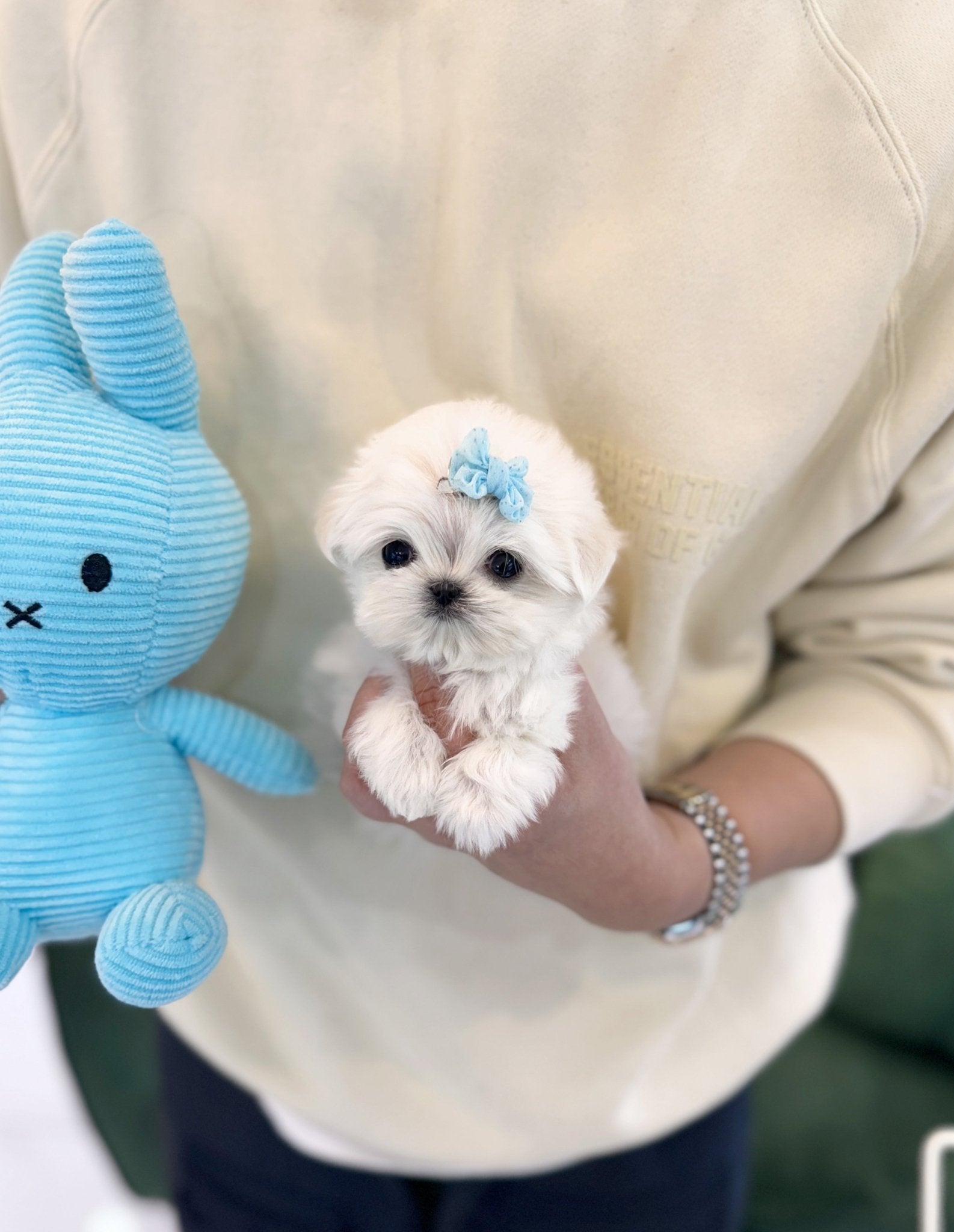 Maltese - Toky(Female) - Beautiful puppy teacup puppy with adorable features available for adoption from Velydog