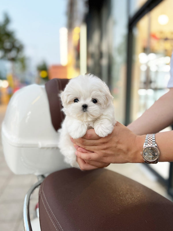 Maltese - Vely(Female) - Beautiful puppy teacup puppy with adorable features available for adoption from Velydog