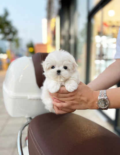 Maltese - Vely(Female) - Beautiful puppy teacup puppy with adorable features available for adoption from Velydog