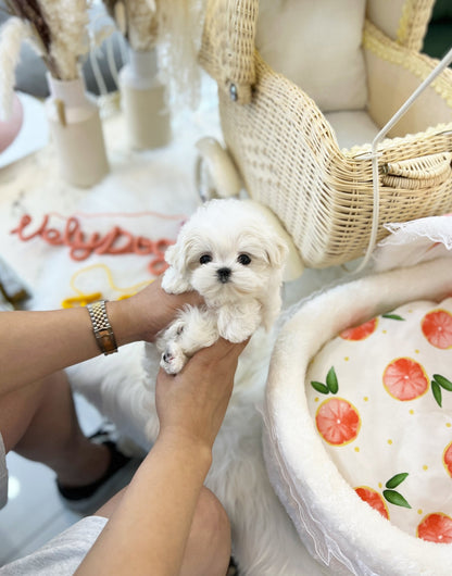 Maltese - Vely(Female) - Beautiful puppy teacup puppy with adorable features available for adoption from Velydog