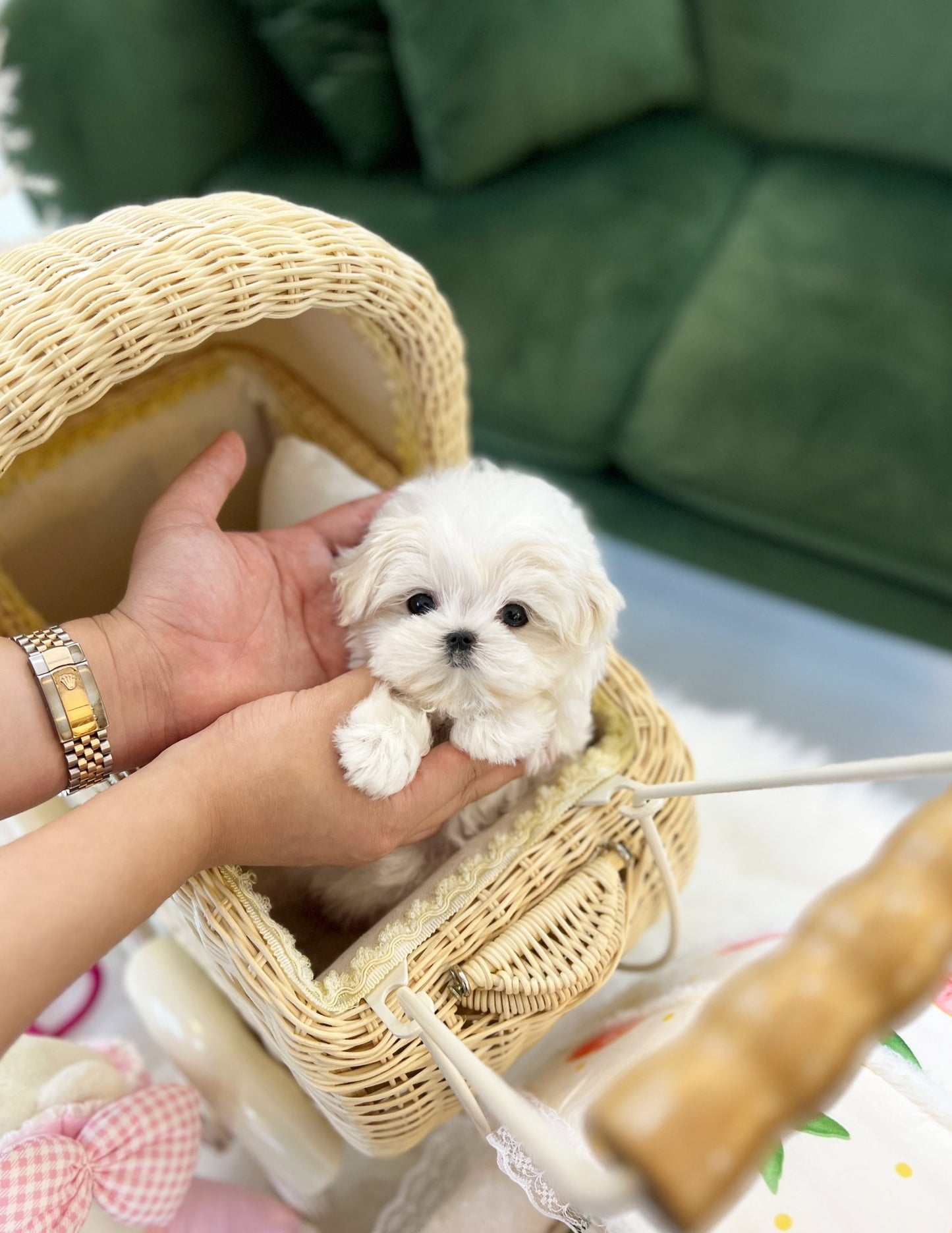 Maltese - Vely(Female) - Beautiful puppy teacup puppy with adorable features available for adoption from Velydog