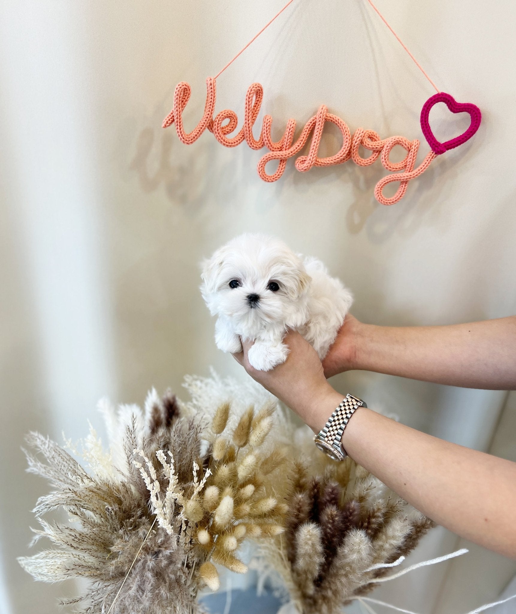 Maltese - Vely(Female) - Beautiful puppy teacup puppy with adorable features available for adoption from Velydog