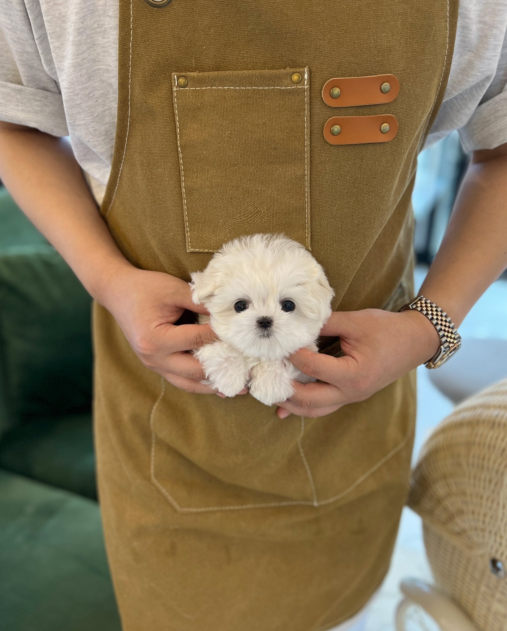 Maltese - Vera(Female) - Beautiful puppy teacup puppy with adorable features available for adoption from Velydog