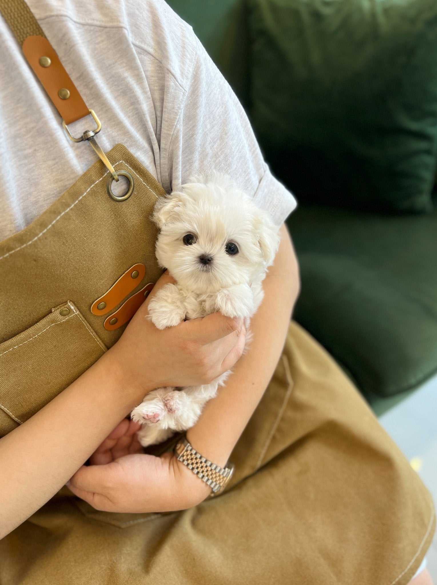 Maltese - Vera(Female) - Beautiful puppy teacup puppy with adorable features available for adoption from Velydog