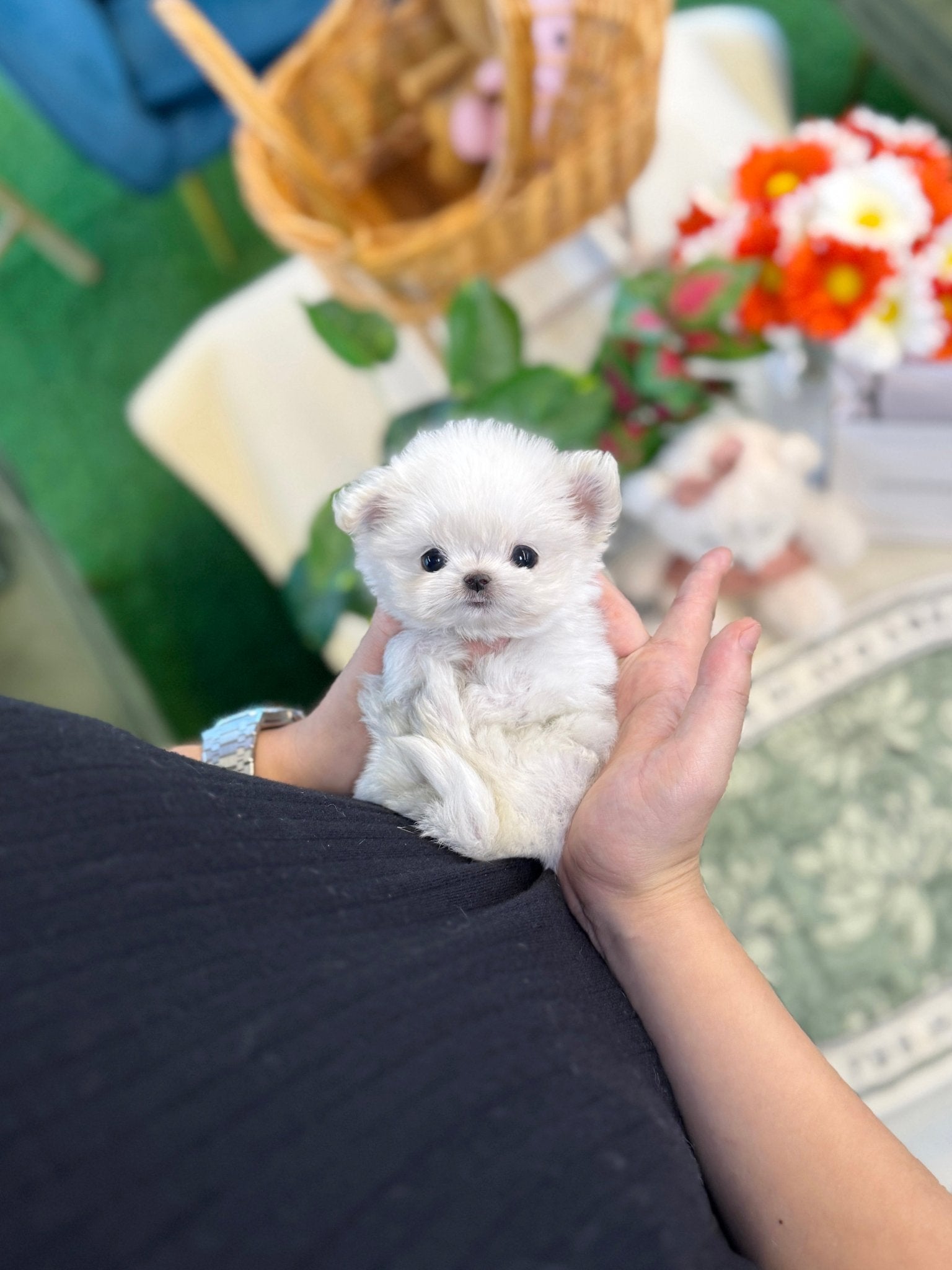 Maltese - Viva(Female) - Beautiful puppy teacup puppy with adorable features available for adoption from Velydog