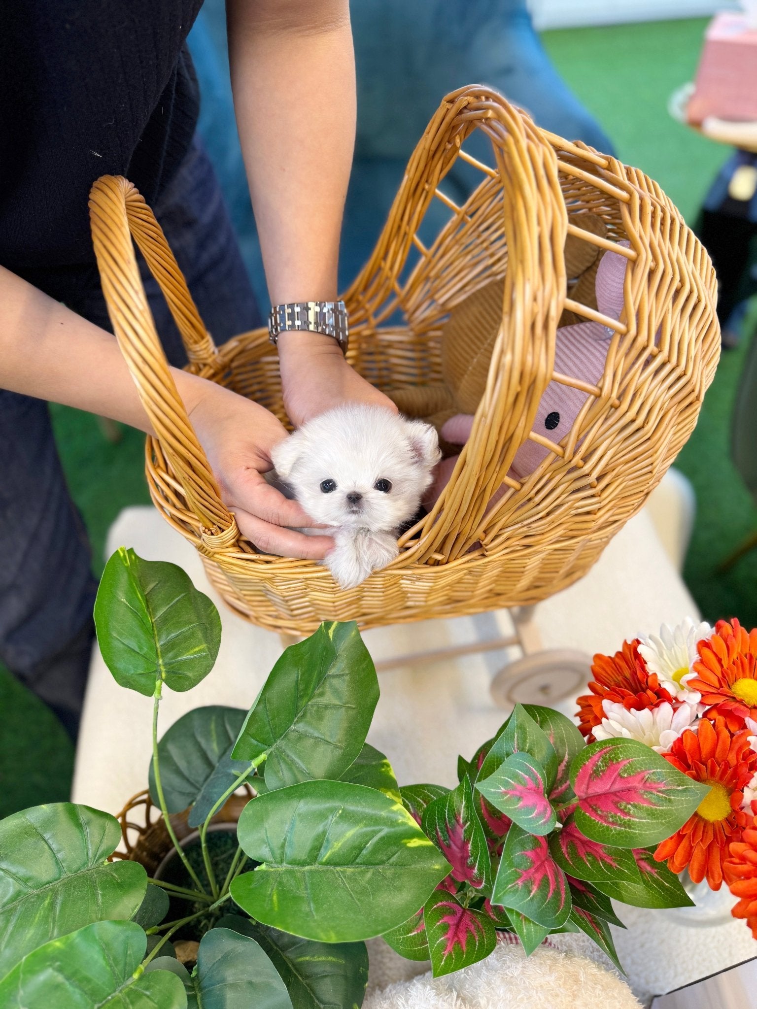 Maltese - Viva(Female) - Beautiful puppy teacup puppy with adorable features available for adoption from Velydog