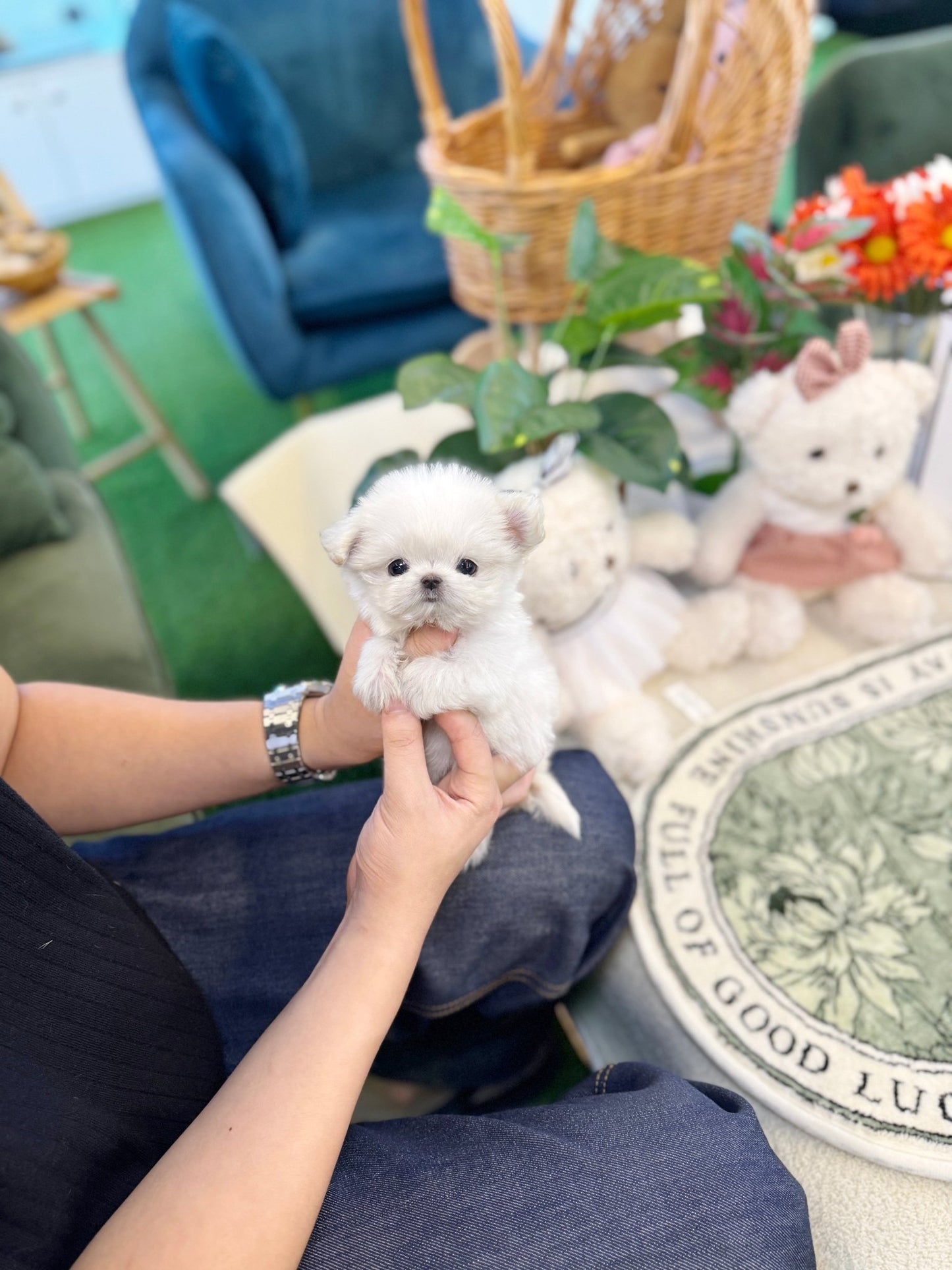 Maltese - Viva(Female) - Beautiful puppy teacup puppy with adorable features available for adoption from Velydog