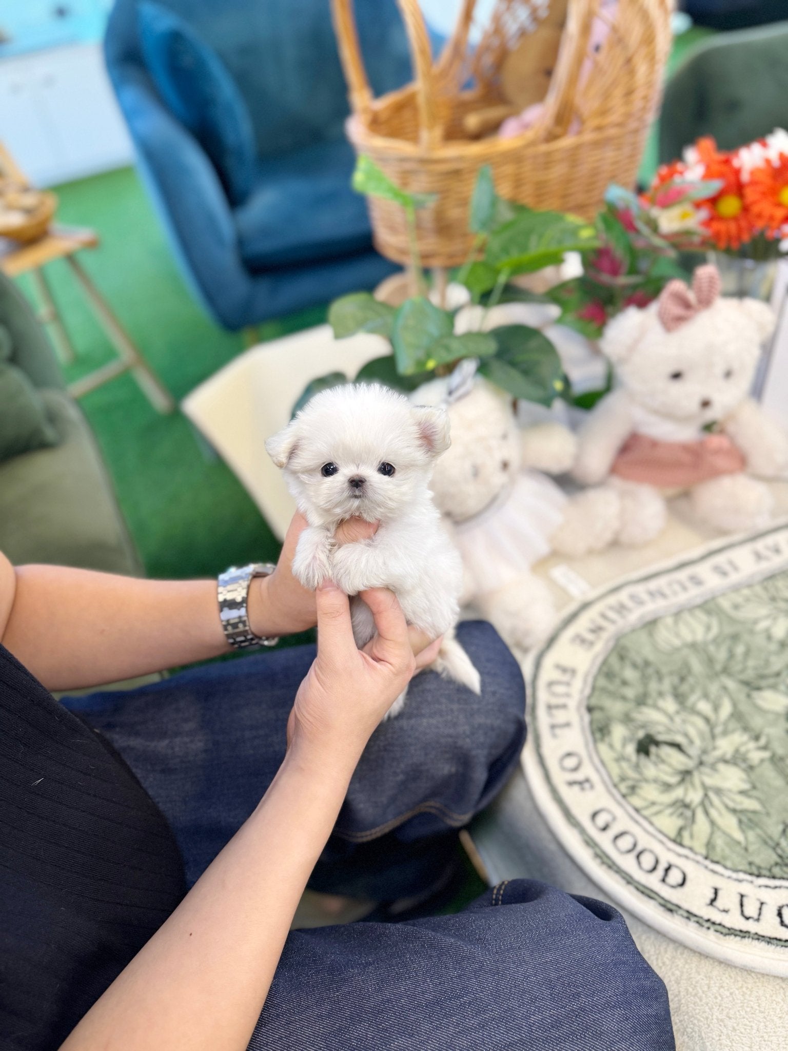Maltese - Viva(Female) - Beautiful puppy teacup puppy with adorable features available for adoption from Velydog
