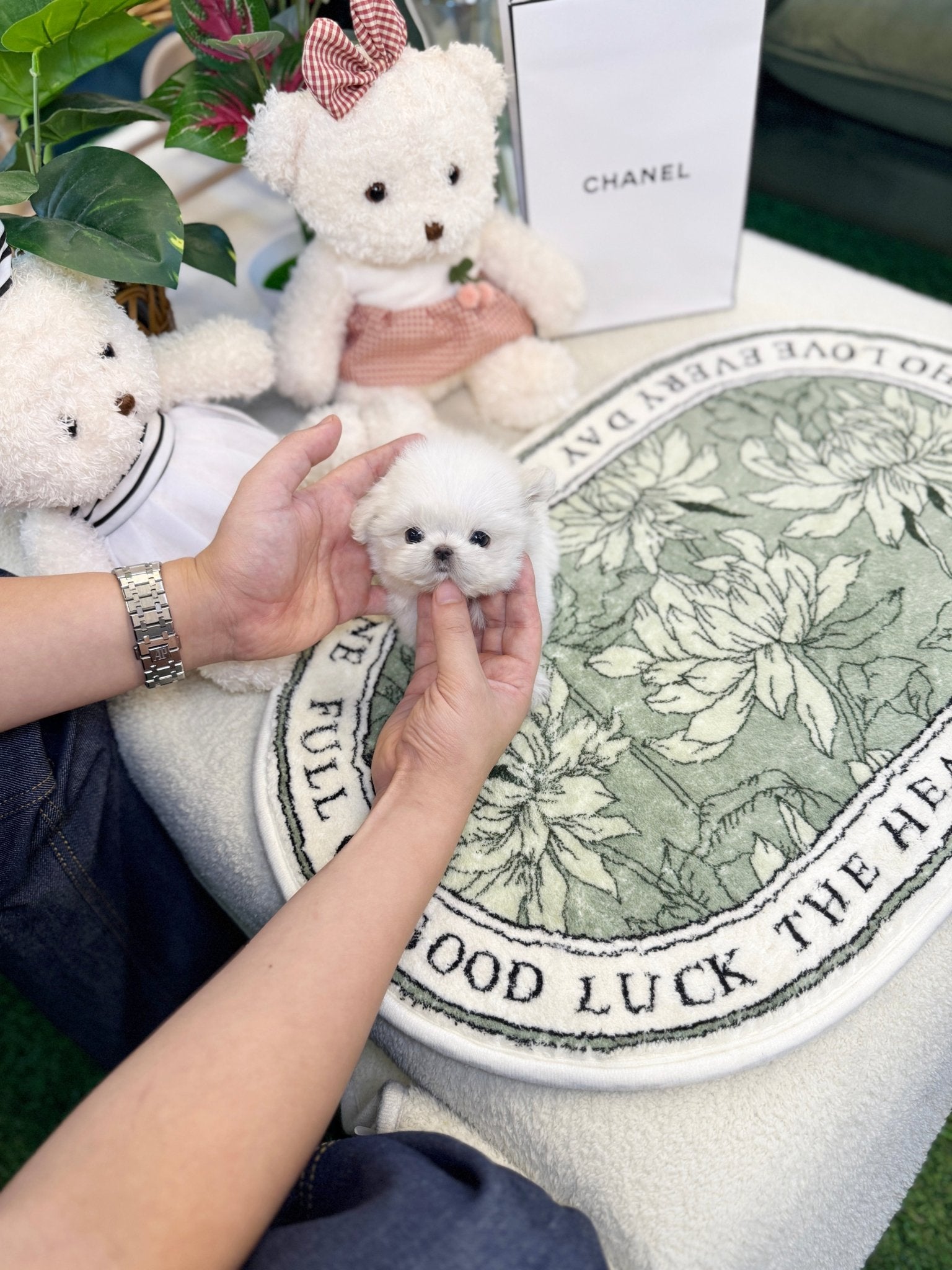 Maltese - Viva(Female) - Beautiful puppy teacup puppy with adorable features available for adoption from Velydog