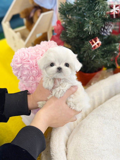 Maltese - Whisper(Female) - Beautiful puppy teacup puppy with adorable features available for adoption from Velydog