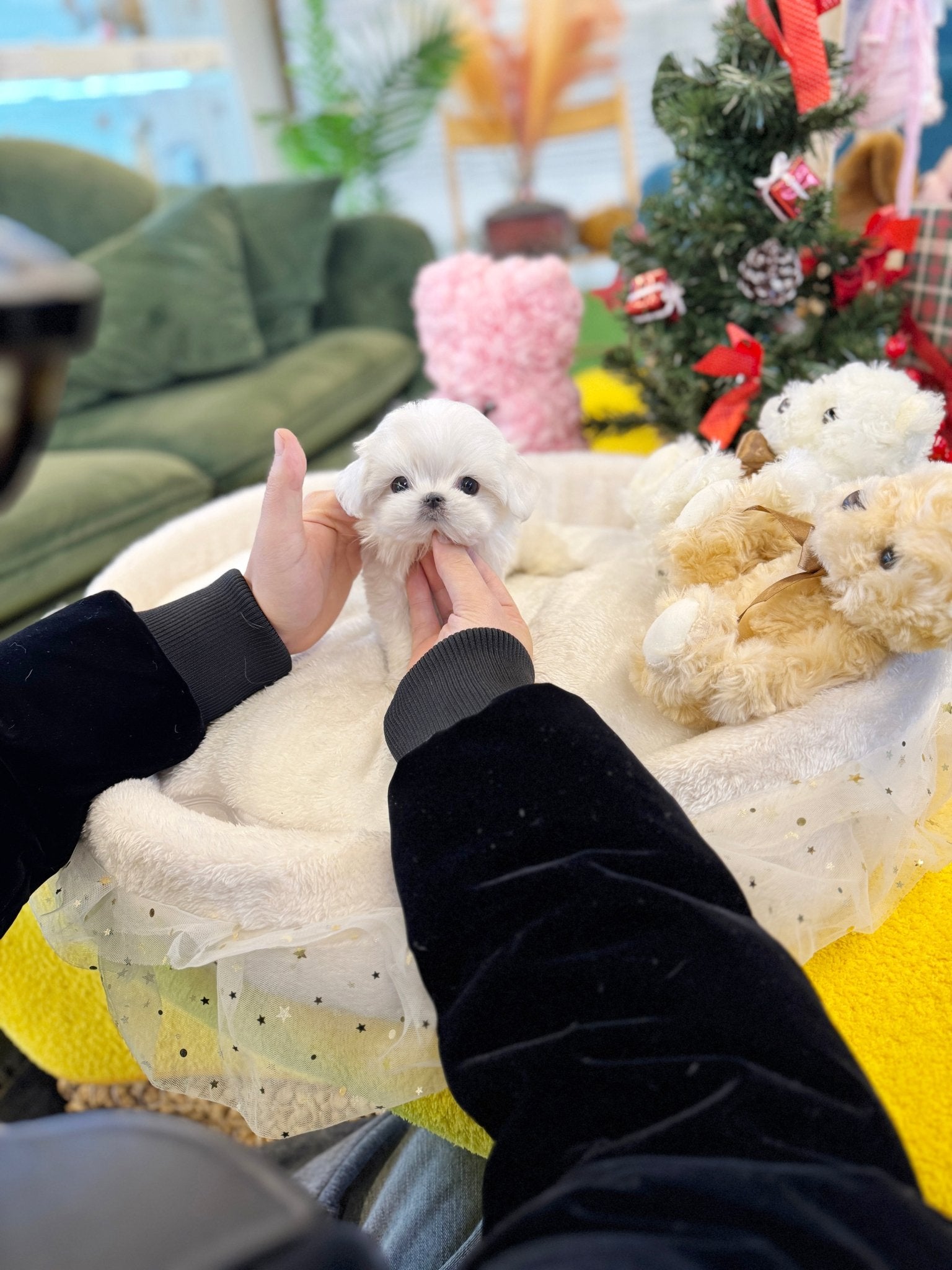 Maltese - Whisper(Female) - Beautiful puppy teacup puppy with adorable features available for adoption from Velydog