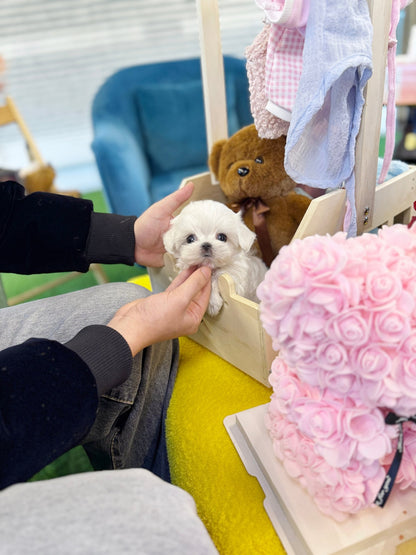 Maltese - Whisper(Female) - Beautiful puppy teacup puppy with adorable features available for adoption from Velydog