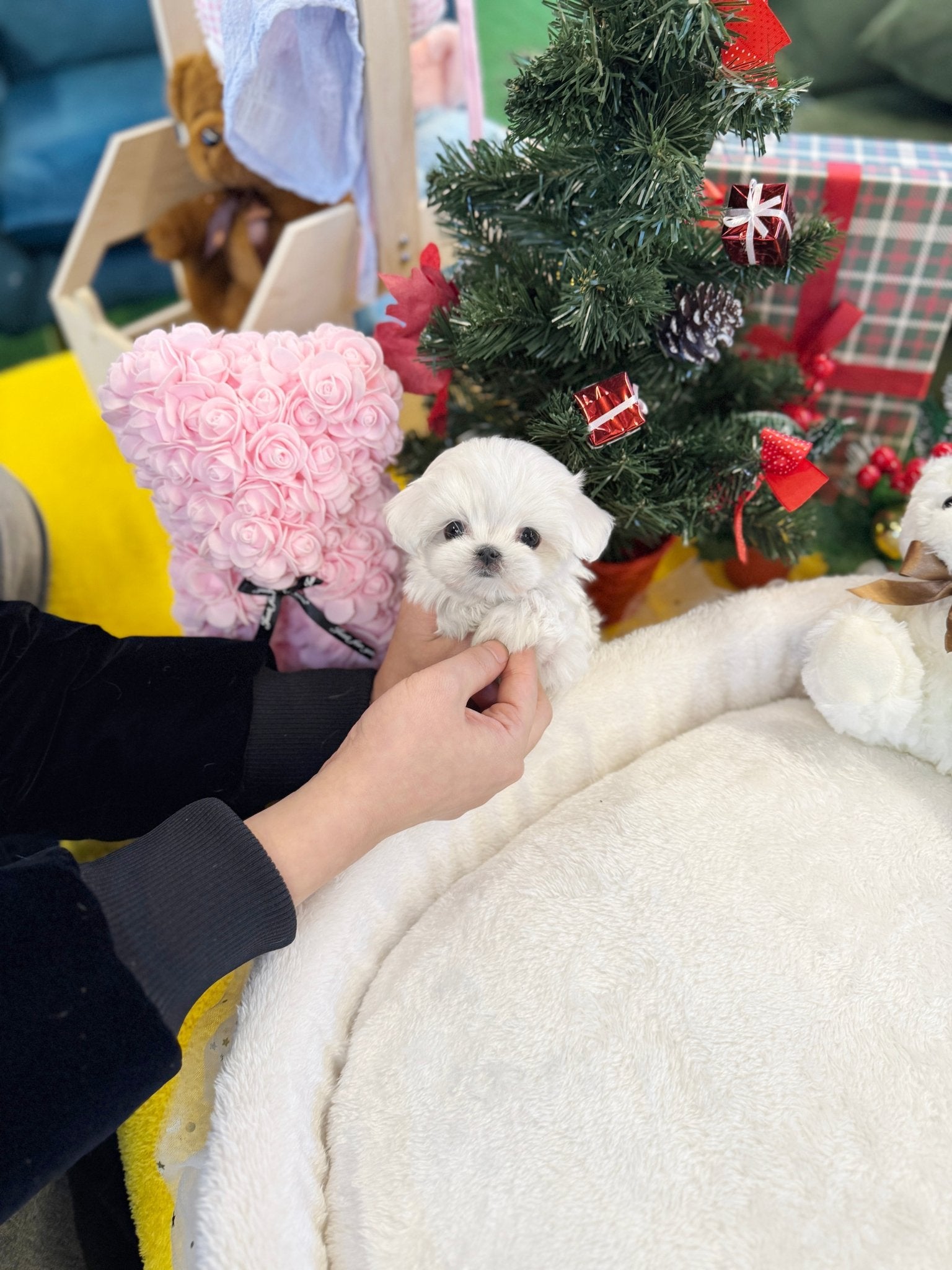 Maltese - Whisper(Female) - Beautiful puppy teacup puppy with adorable features available for adoption from Velydog
