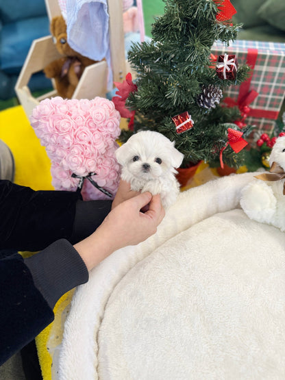Maltese - Whisper(Female) - Beautiful puppy teacup puppy with adorable features available for adoption from Velydog