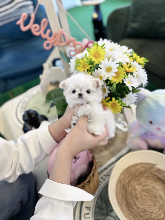 Maltese - Wink(Male) - Beautiful puppy teacup puppy with adorable features available for adoption from Velydog