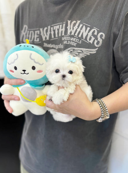 Maltese - Woopy(Male) - Beautiful puppy teacup puppy with adorable features available for adoption from Velydog