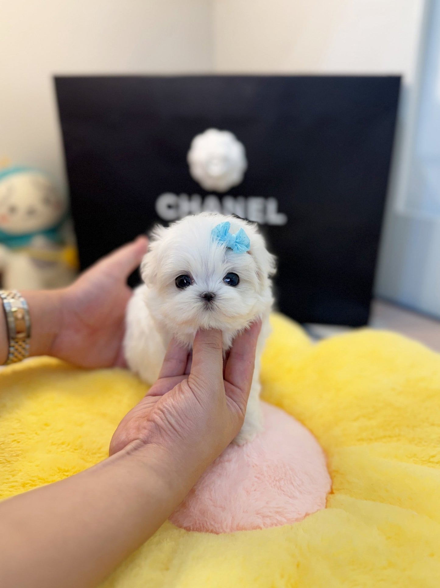 Maltese - Woopy(Male) - Beautiful puppy teacup puppy with adorable features available for adoption from Velydog