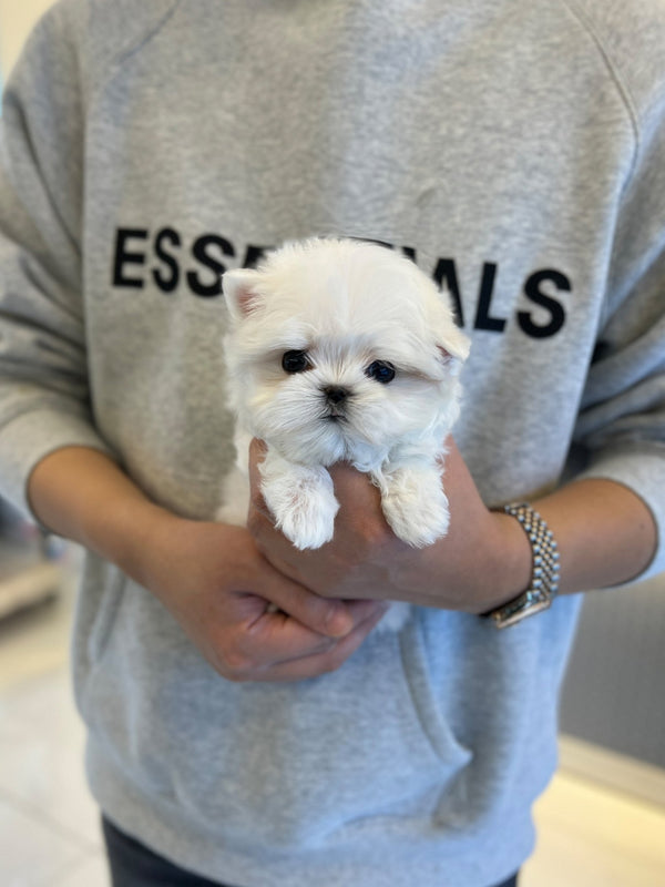 Maltese - Yami - Beautiful puppy teacup puppy with adorable features available for adoption from Velydog