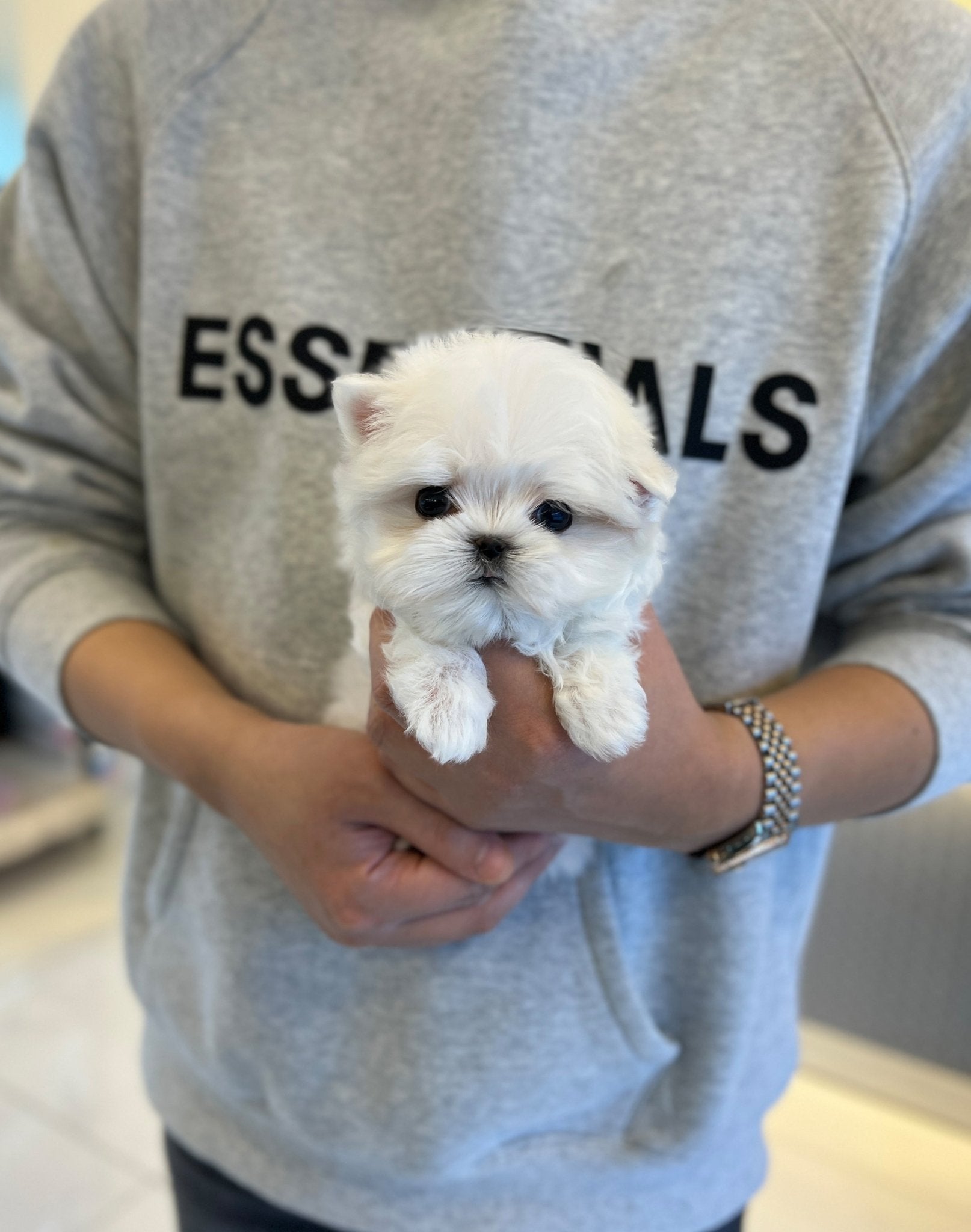 Maltese - Yami - Beautiful puppy teacup puppy with adorable features available for adoption from Velydog