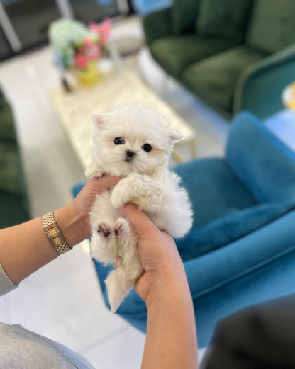 Maltese - Yami - Beautiful puppy teacup puppy with adorable features available for adoption from Velydog