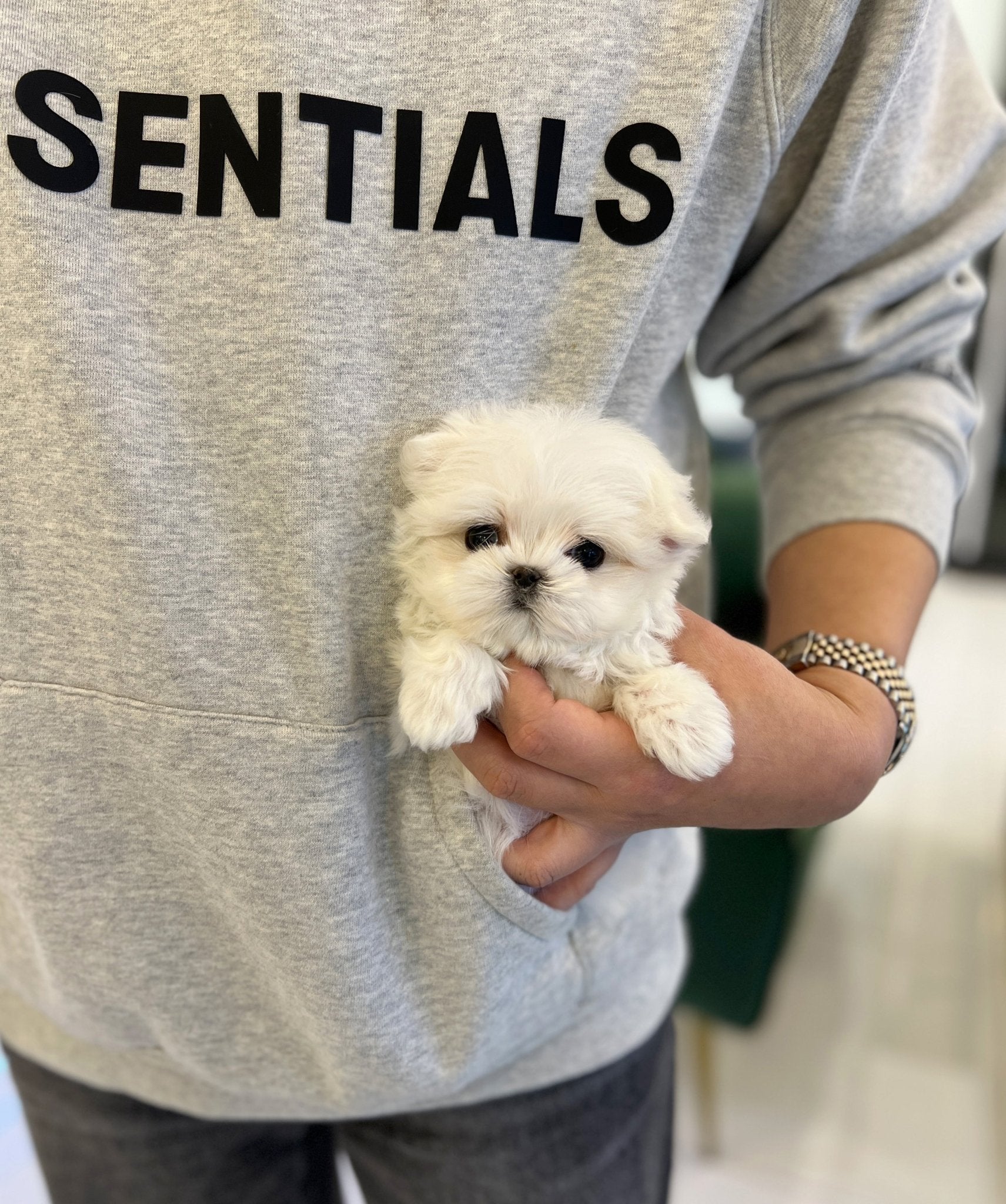 Maltese - Yami - Beautiful puppy teacup puppy with adorable features available for adoption from Velydog