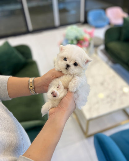 Maltese - Yami - Beautiful puppy teacup puppy with adorable features available for adoption from Velydog