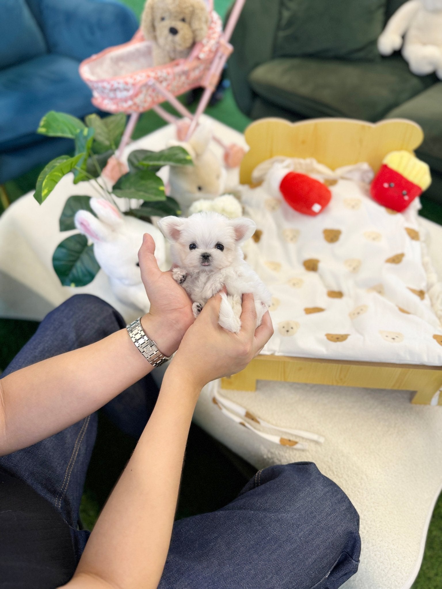 Maltese - Yuko(Female) - Beautiful puppy teacup puppy with adorable features available for adoption from Velydog