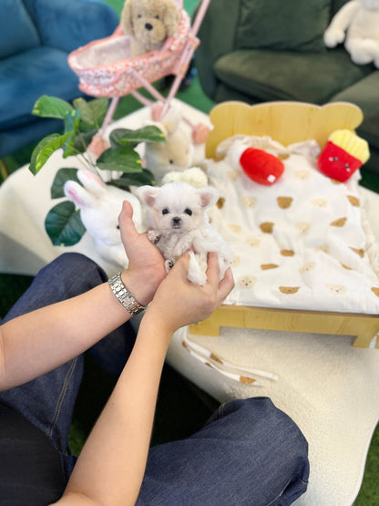Maltese - Yuko(Female) - Beautiful puppy teacup puppy with adorable features available for adoption from Velydog