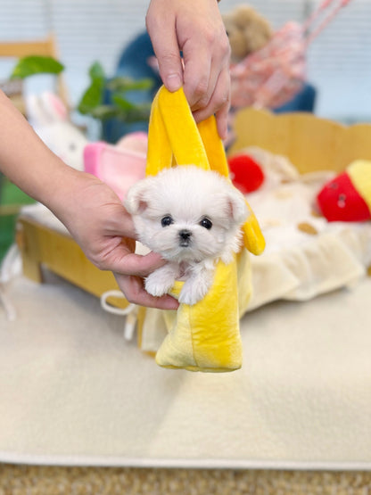 Maltese - Yuko(Female) - Beautiful puppy teacup puppy with adorable features available for adoption from Velydog