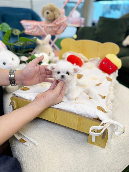 Maltese - Yuko(Female) - Beautiful puppy teacup puppy with adorable features available for adoption from Velydog