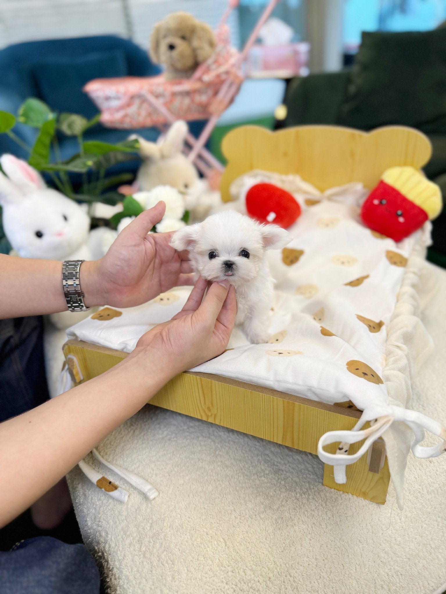 Maltese - Yuko(Female) - Beautiful puppy teacup puppy with adorable features available for adoption from Velydog