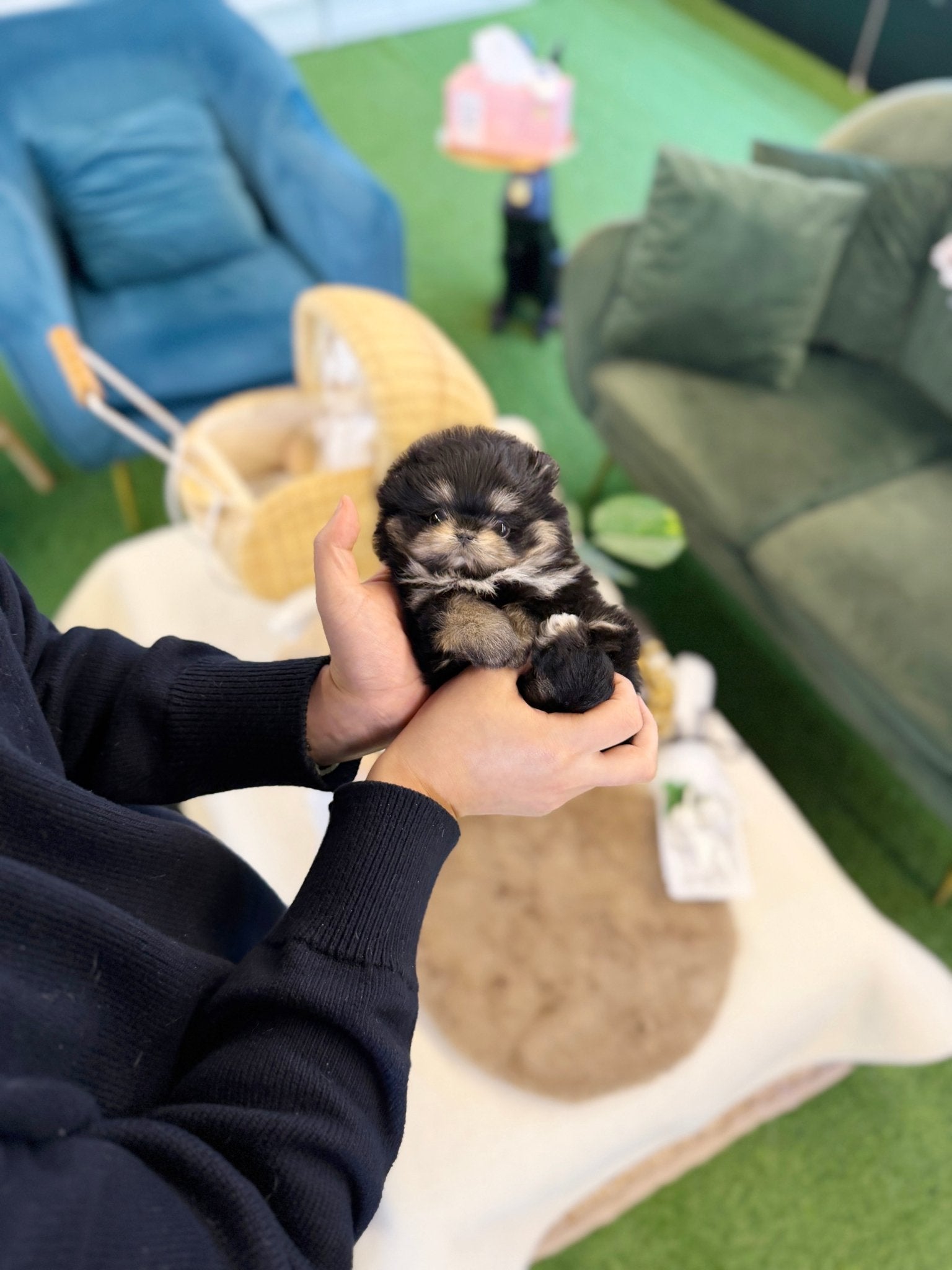 Maltipom - Dami(Female) - Beautiful puppy teacup puppy with adorable features available for adoption from Velydog