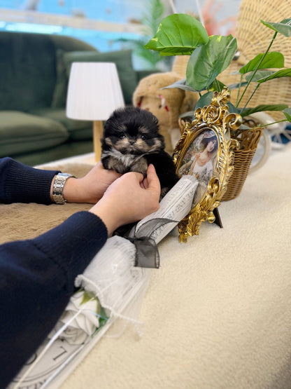 Maltipom - Dami(Female) - Beautiful puppy teacup puppy with adorable features available for adoption from Velydog