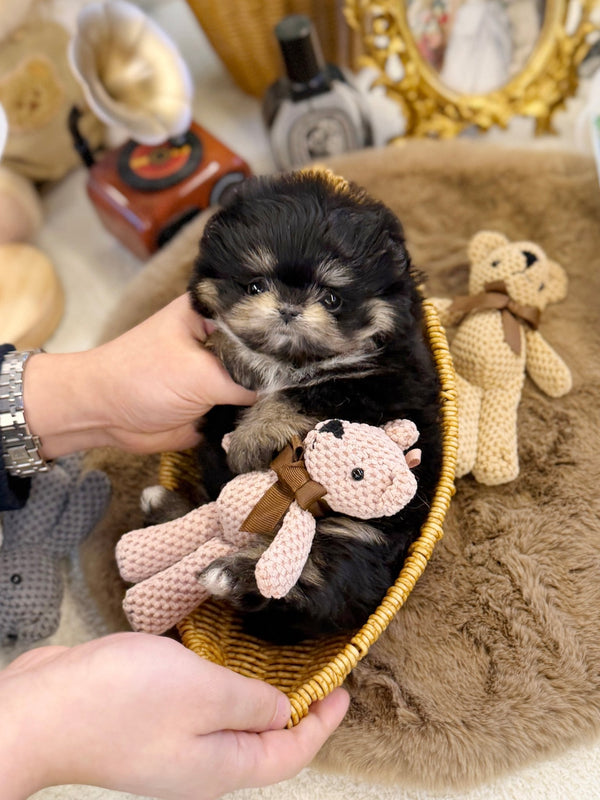 Maltipom - Dami(Female) - Beautiful puppy teacup puppy with adorable features available for adoption from Velydog