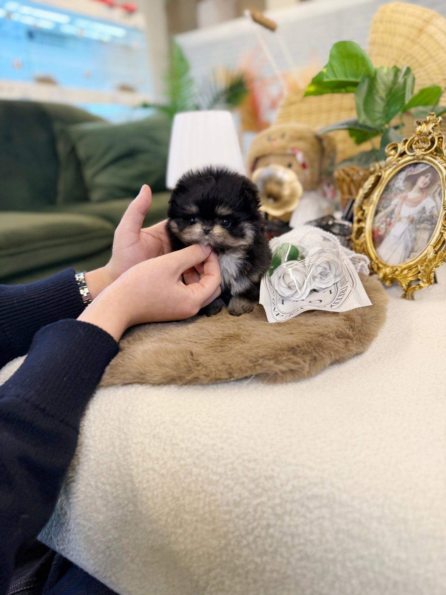 Maltipom - Dami(Female) - Beautiful puppy teacup puppy with adorable features available for adoption from Velydog