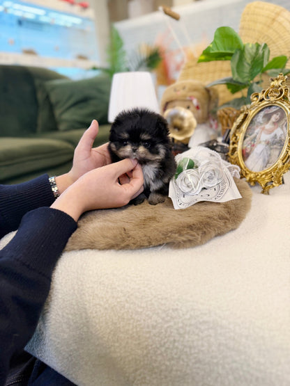 Maltipom - Dami(Female) - Beautiful puppy teacup puppy with adorable features available for adoption from Velydog