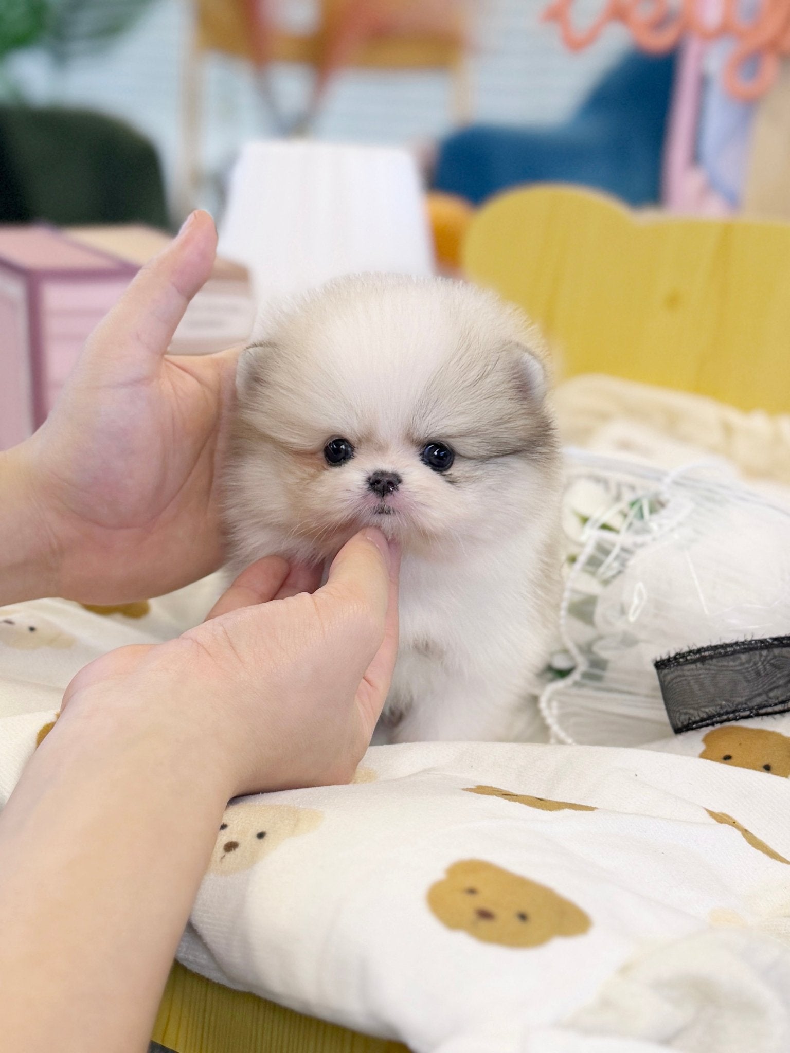 Maltipom - Homie(Male) - Beautiful puppy teacup puppy with adorable features available for adoption from Velydog