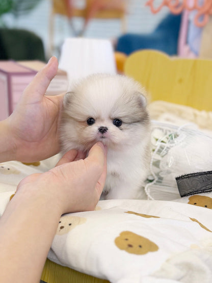 Maltipom - Homie(Male) - Beautiful puppy teacup puppy with adorable features available for adoption from Velydog