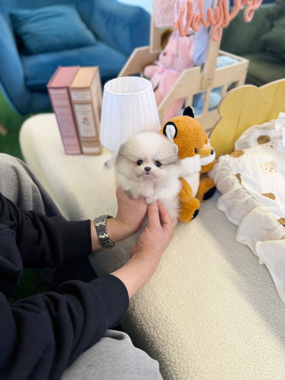 Maltipom - Homie(Male) - Beautiful puppy teacup puppy with adorable features available for adoption from Velydog