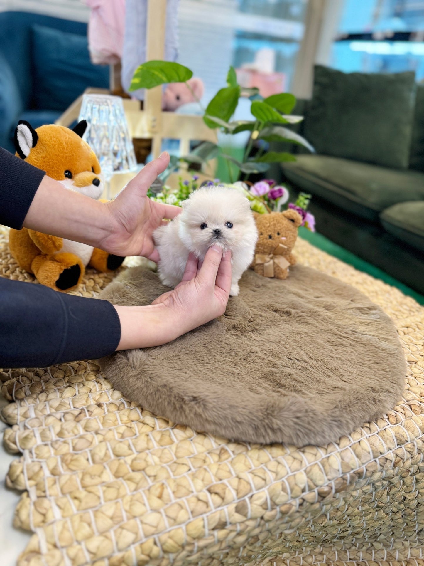 Maltipom - Lara(Male) - Beautiful puppy teacup puppy with adorable features available for adoption from Velydog